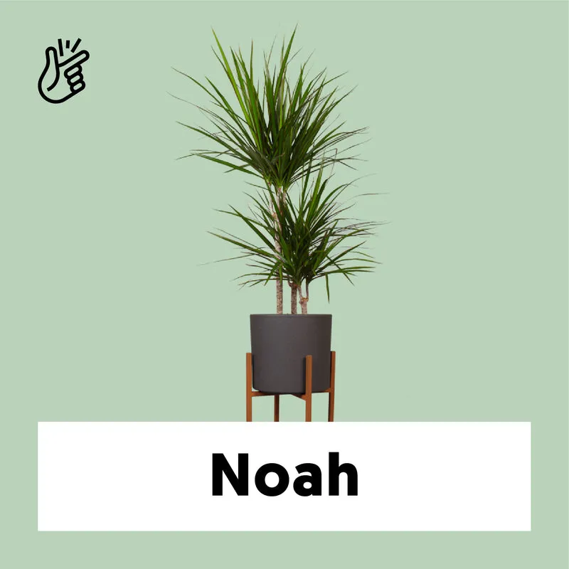Dracaena marginata (Drachenbaum) (M)