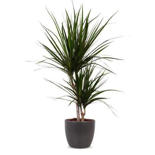 Dracaena marginata (Drachenbaum) (M)