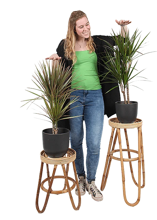 Dracaena marginata (Drachenbaum) (M)