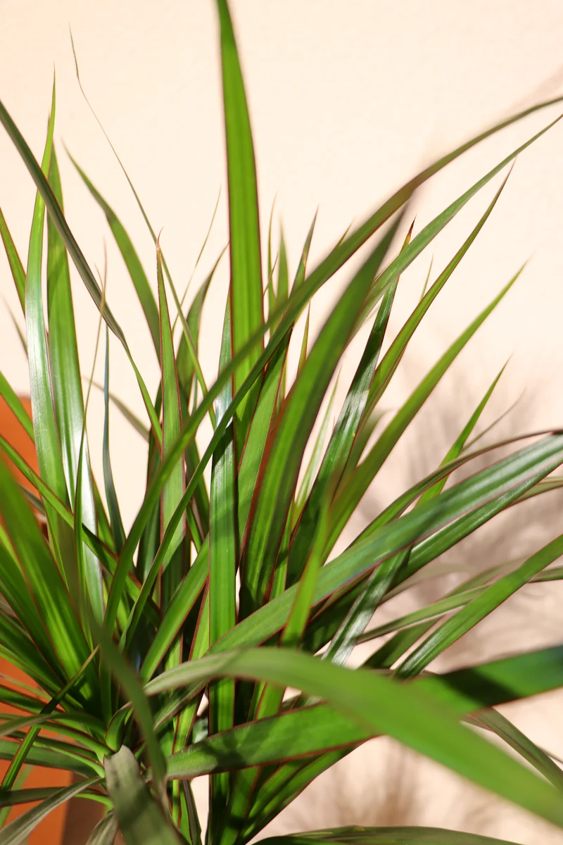 Dracaena marginata (Drachenbaum) (M)