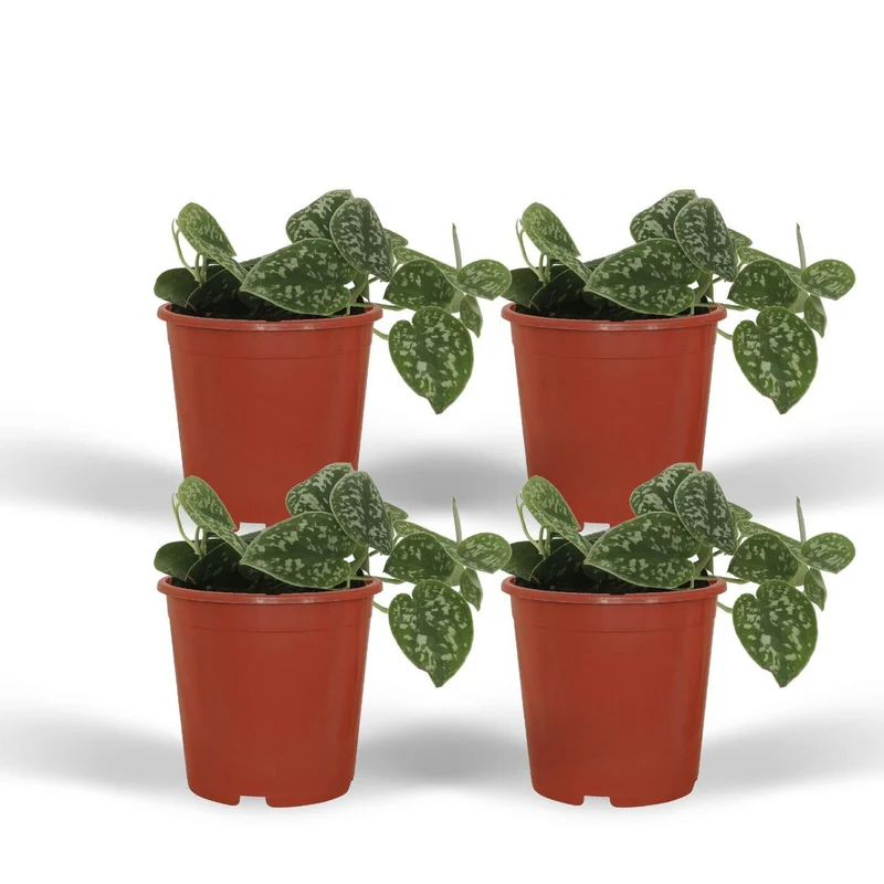 Scindapsus Pictus 4er Set Satin Pothos, Topf je 12 cm, Höhe je 15 cm