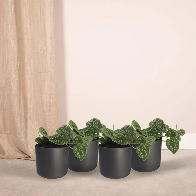 Scindapsus Pictus 4er Set Satin Pothos, Topf je 12 cm, Höhe je 15 cm