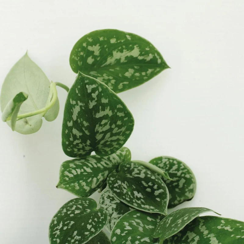 Scindapsus Pictus 4er Set Satin Pothos, Topf je 12 cm, Höhe je 15 cm