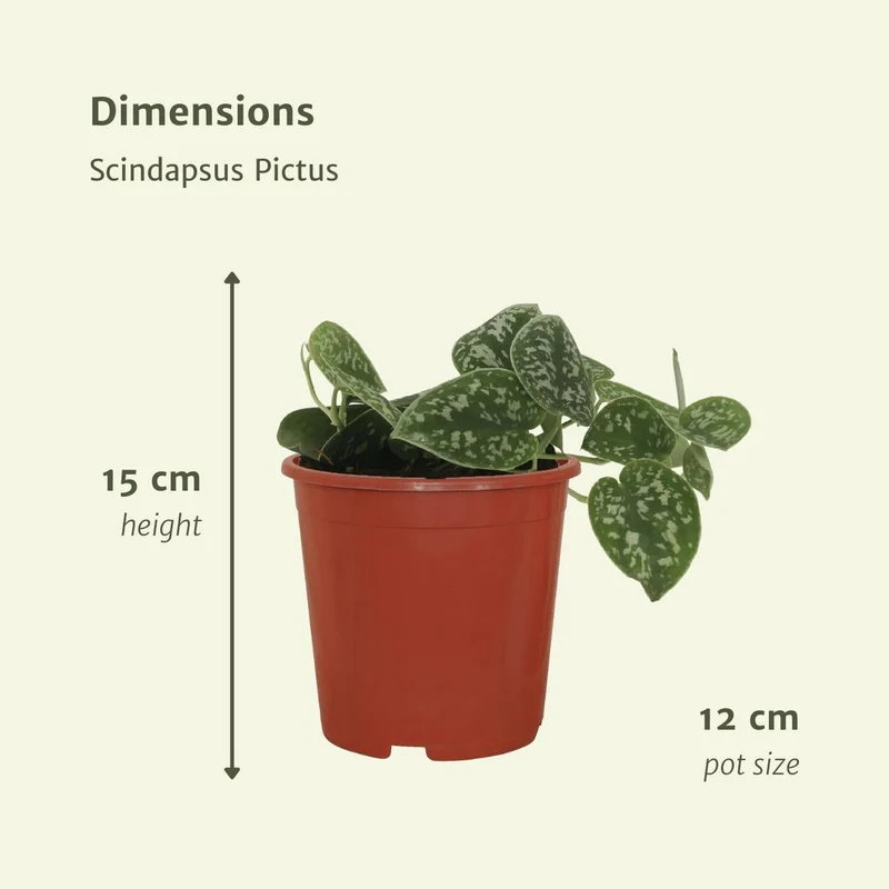 Scindapsus Pictus 4er Set Satin Pothos, Topf je 12 cm, Höhe je 15 cm