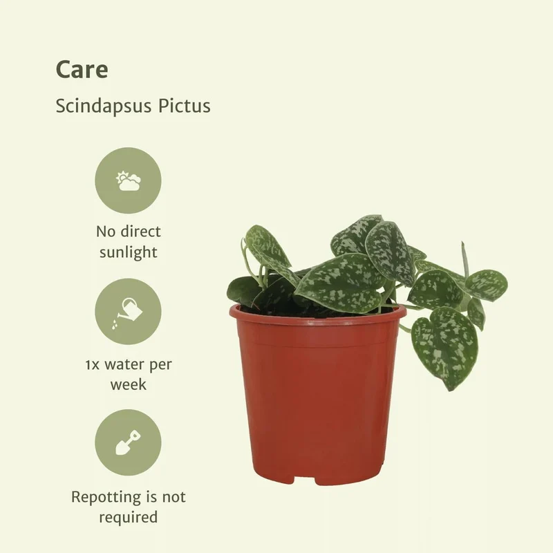 Scindapsus Pictus 4er Set Satin Pothos, Topf je 12 cm, Höhe je 15 cm
