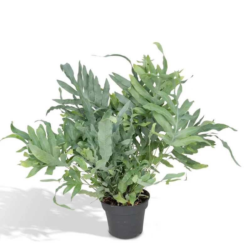 Phlebodium Aureum Blue Star Zinkfarn, Topf 17 cm, Höhe 50 cm