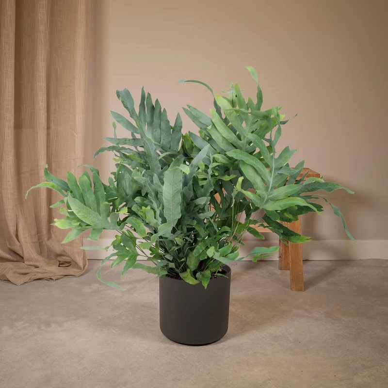 Phlebodium Aureum Blue Star Zinkfarn, Topf 17 cm, Höhe 50 cm