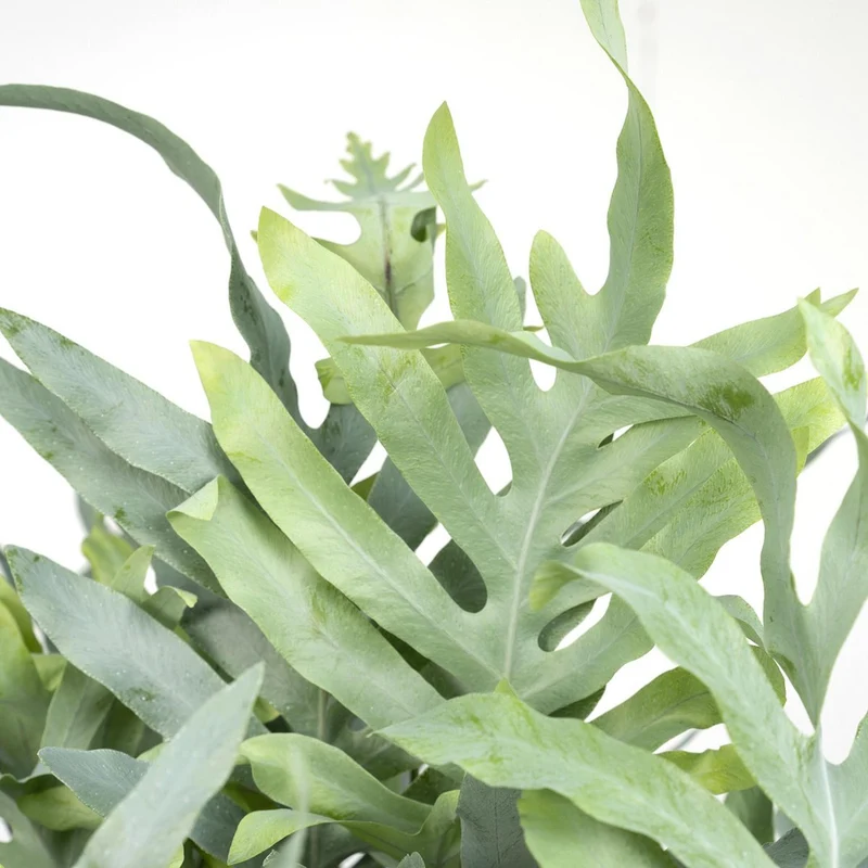 Phlebodium Aureum Blue Star Zinkfarn, Topf 17 cm, Höhe 50 cm