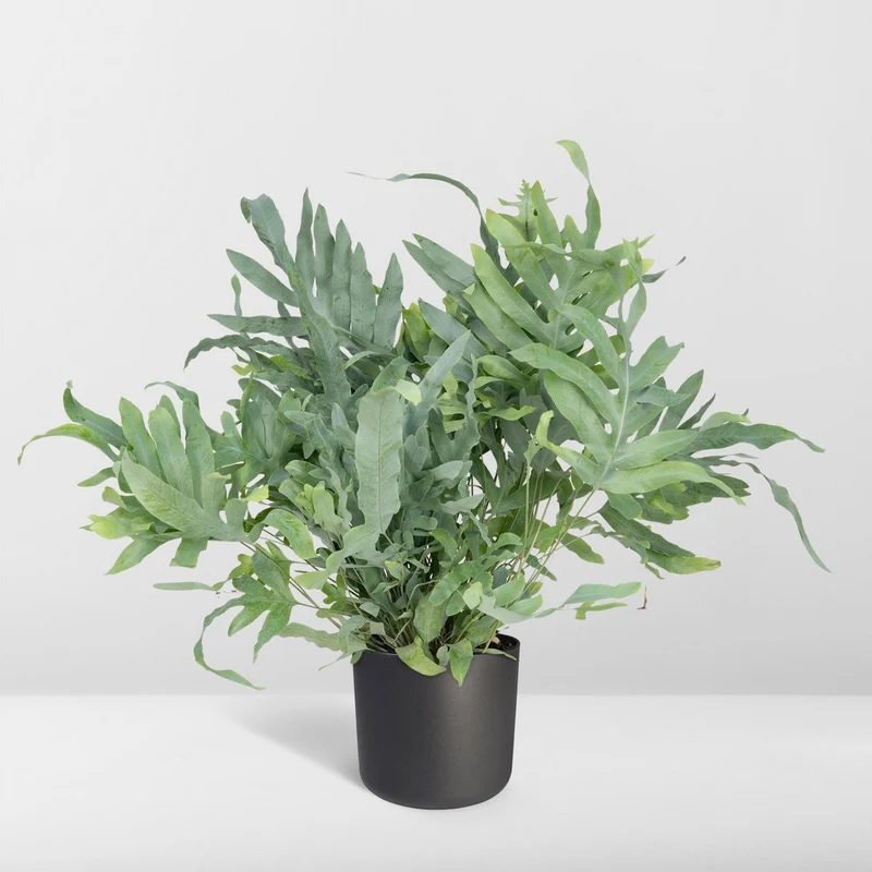 Phlebodium Aureum Blue Star Zinkfarn, Topf 17 cm, Höhe 50 cm