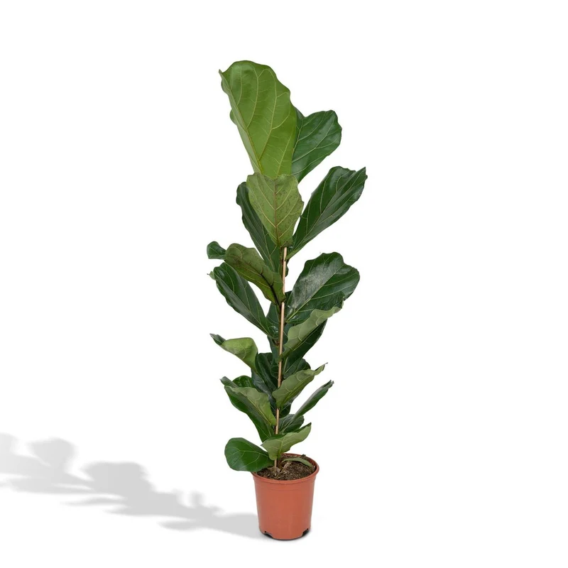 Ficus Lyrata Geigenfeige, Topf 21 cm, Höhe 100 cm