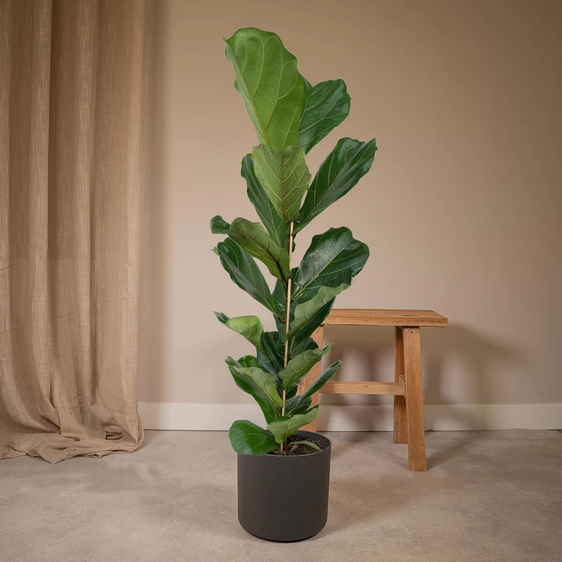 Ficus Lyrata Geigenfeige, Topf 21 cm, Höhe 100 cm