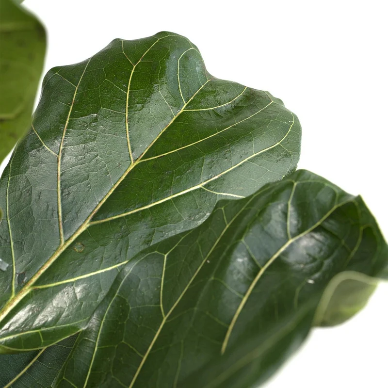 Ficus Lyrata Geigenfeige, Topf 21 cm, Höhe 100 cm