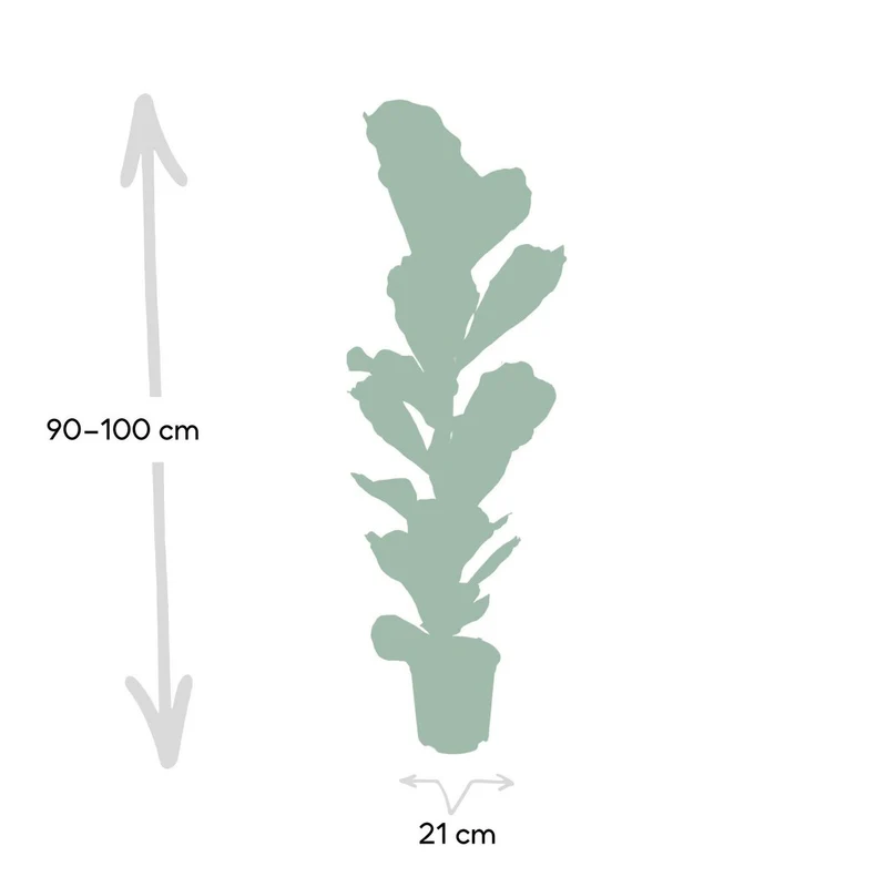 Ficus Lyrata Geigenfeige, Topf 21 cm, Höhe 100 cm