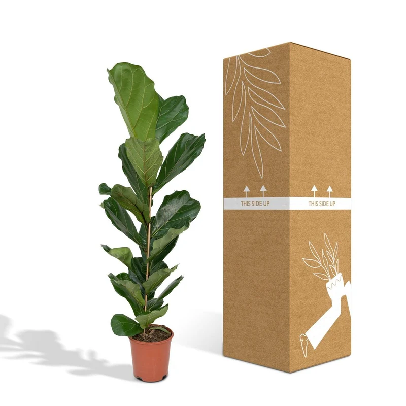 Ficus Lyrata Geigenfeige, Topf 21 cm, Höhe 100 cm
