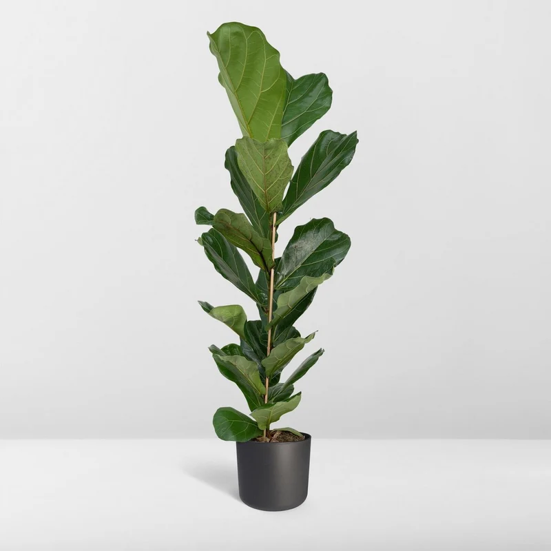Ficus Lyrata Geigenfeige, Topf 21 cm, Höhe 100 cm