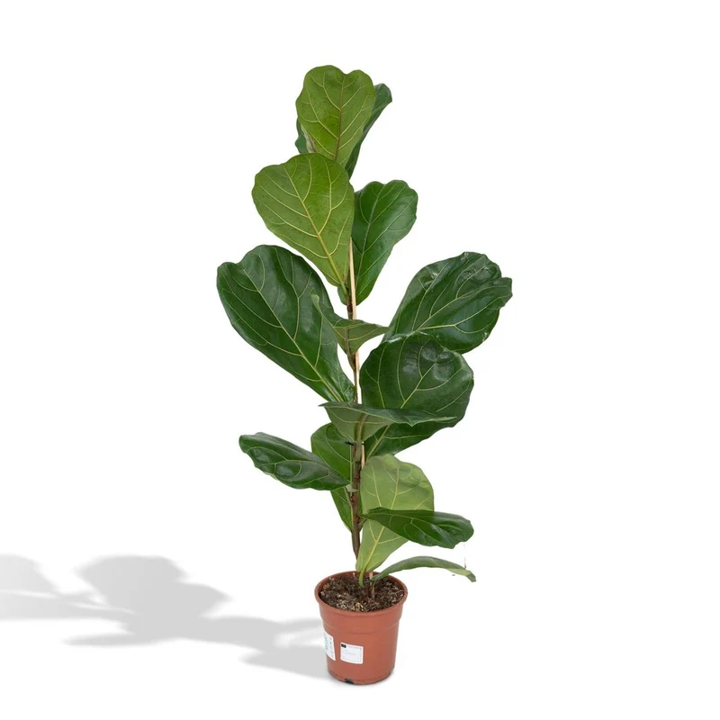 Ficus Lyrata Geigenfeige, Topf 17 cm, Höhe 75 cm