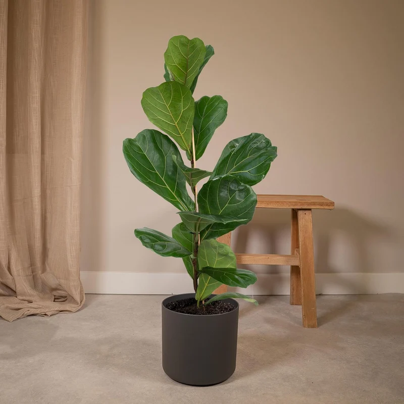 Ficus Lyrata Geigenfeige, Topf 17 cm, Höhe 75 cm