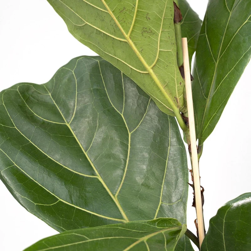 Ficus Lyrata Geigenfeige, Topf 17 cm, Höhe 75 cm