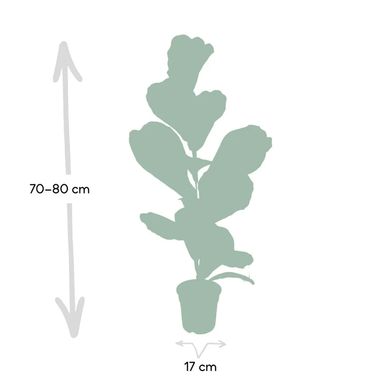 Ficus Lyrata Geigenfeige, Topf 17 cm, Höhe 75 cm