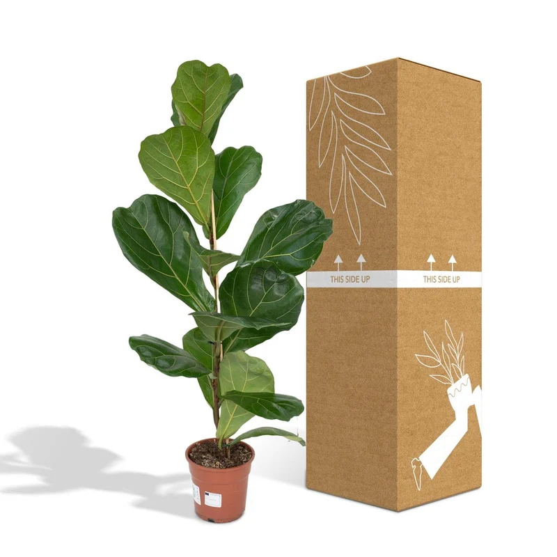 Ficus Lyrata Geigenfeige, Topf 17 cm, Höhe 75 cm
