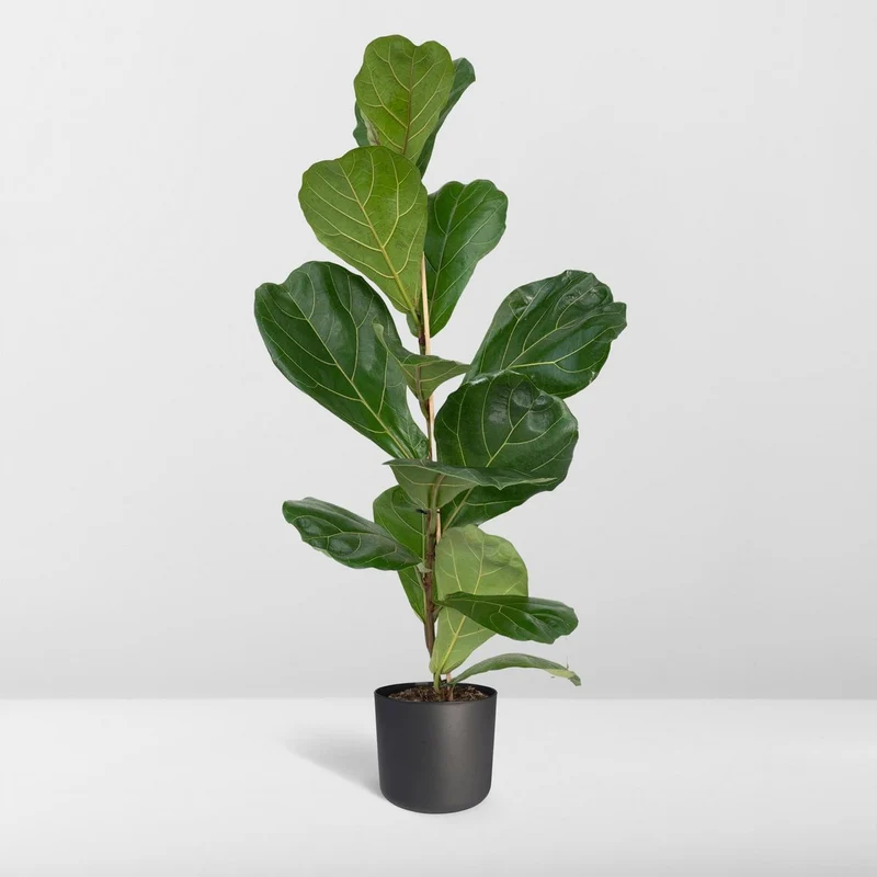 Ficus Lyrata Geigenfeige, Topf 17 cm, Höhe 75 cm