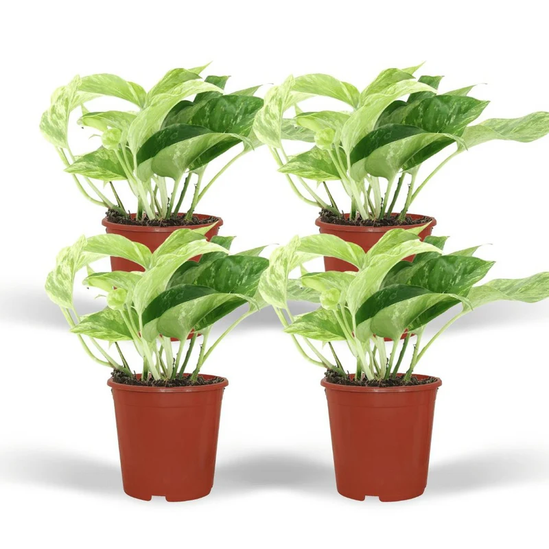 Epipremnum aureum 'Marble Queen' (4 Stück), Topf Ø 12 cm, Höhe 15 cm
