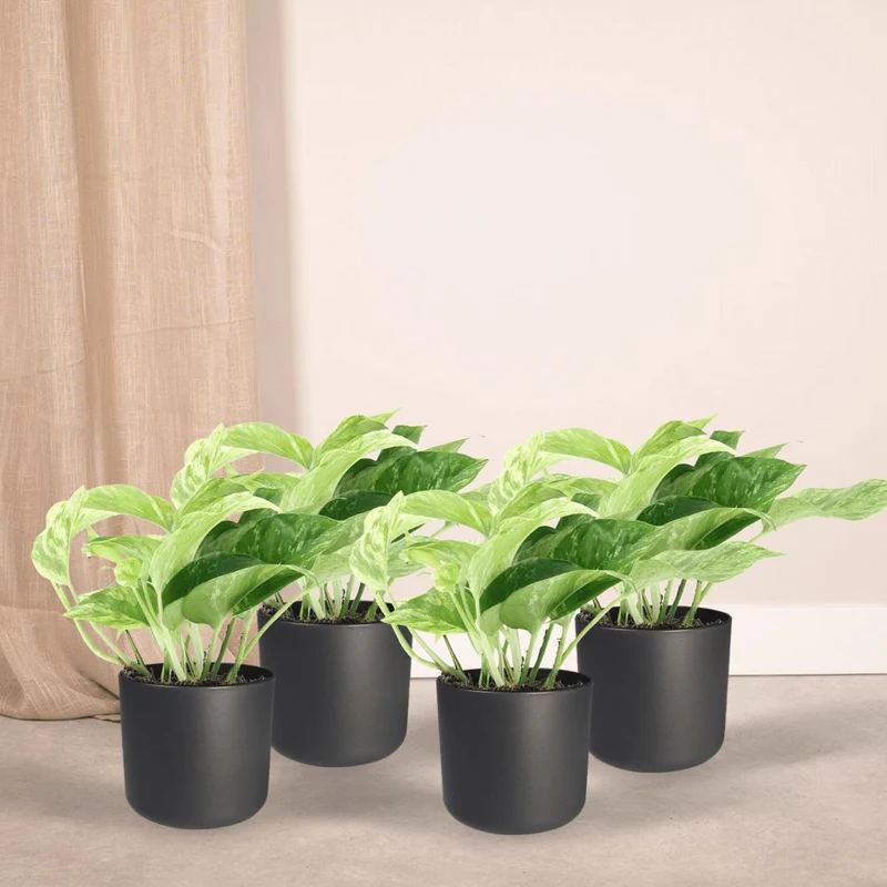 Epipremnum aureum 'Marble Queen' (4 Stück), Topf Ø 12 cm, Höhe 15 cm