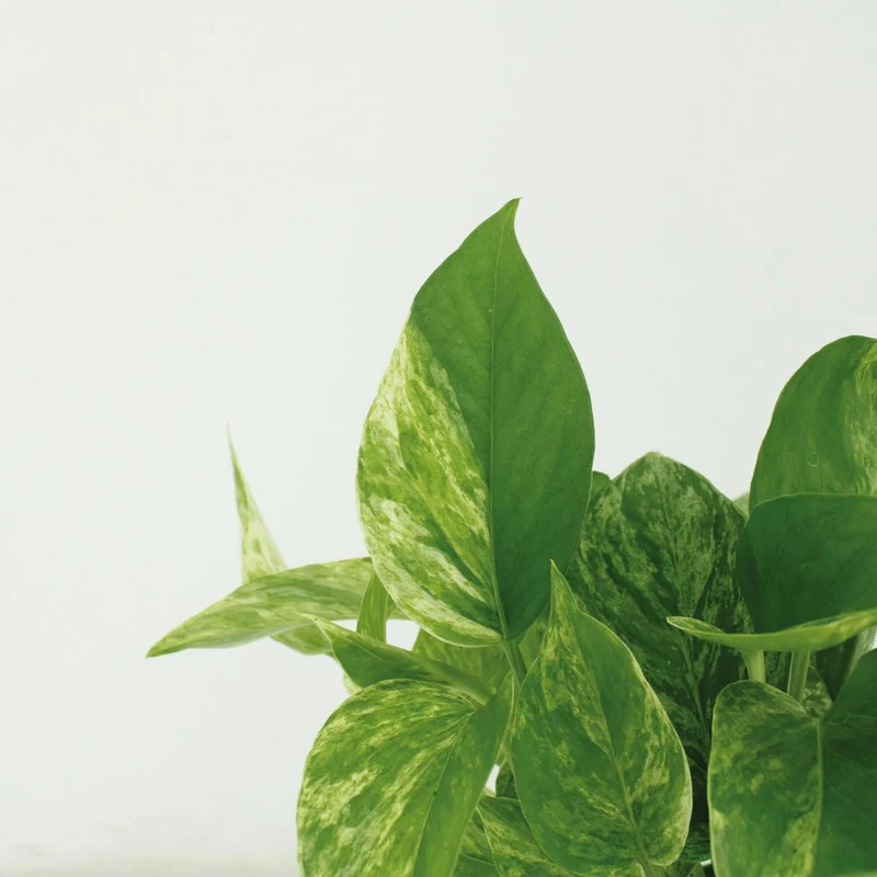 Epipremnum aureum 'Marble Queen' (4 Stück), Topf Ø 12 cm, Höhe 15 cm