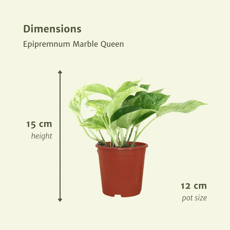Epipremnum aureum 'Marble Queen' (4 Stück), Topf Ø 12 cm, Höhe 15 cm