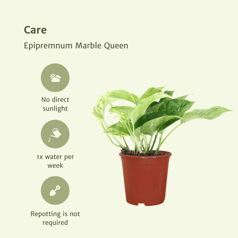 Epipremnum aureum 'Marble Queen' (4 Stück), Topf Ø 12 cm, Höhe 15 cm