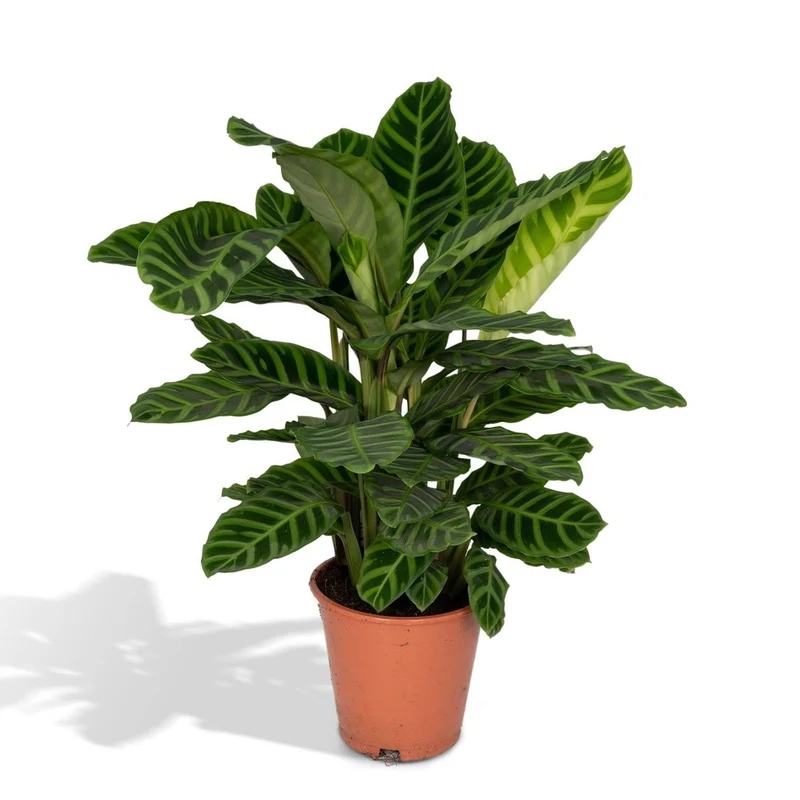 Calathea zebrina (Zebra-Calathea), Topf Ø 19 cm, Höhe 80 cm