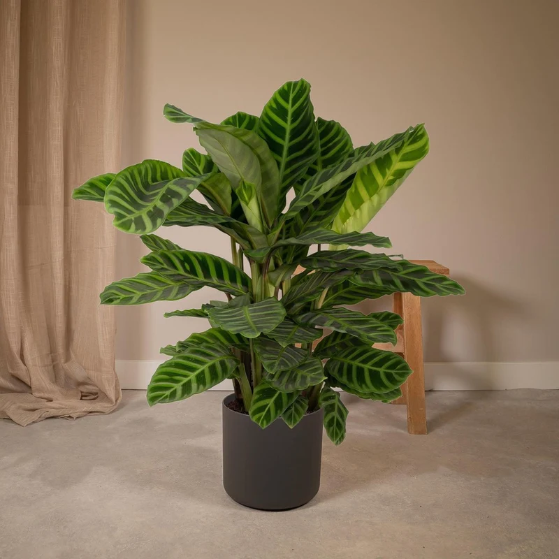 Calathea zebrina (Zebra-Calathea), Topf Ø 19 cm, Höhe 80 cm