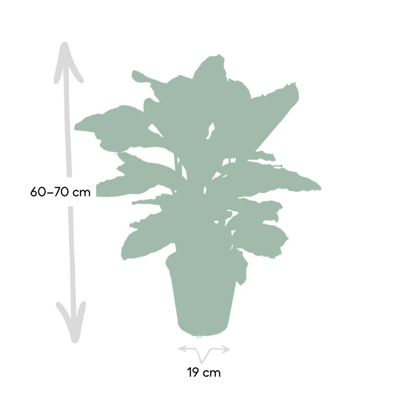 Calathea zebrina (Zebra-Calathea), Topf Ø 19 cm, Höhe 80 cm