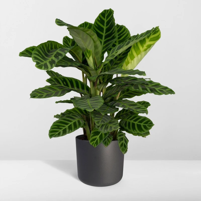 Calathea zebrina (Zebra-Calathea), Topf Ø 19 cm, Höhe 80 cm
