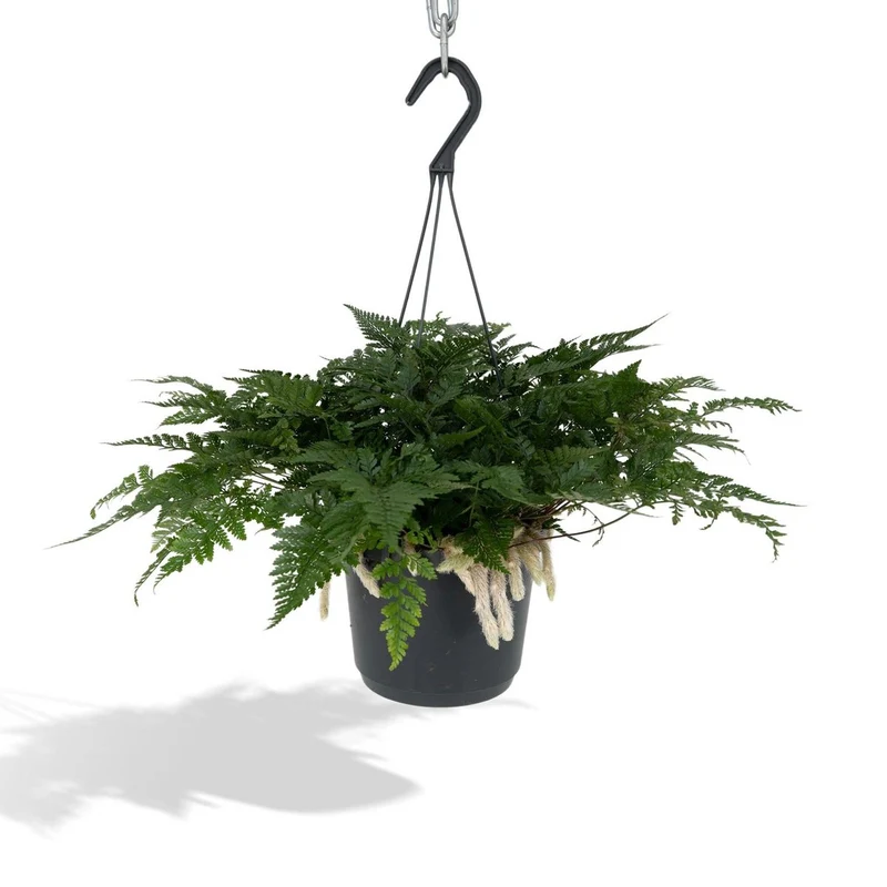 Humata tyermannii (Hasenfußfarn), Topf Ø 17 cm, Höhe 20 cm
