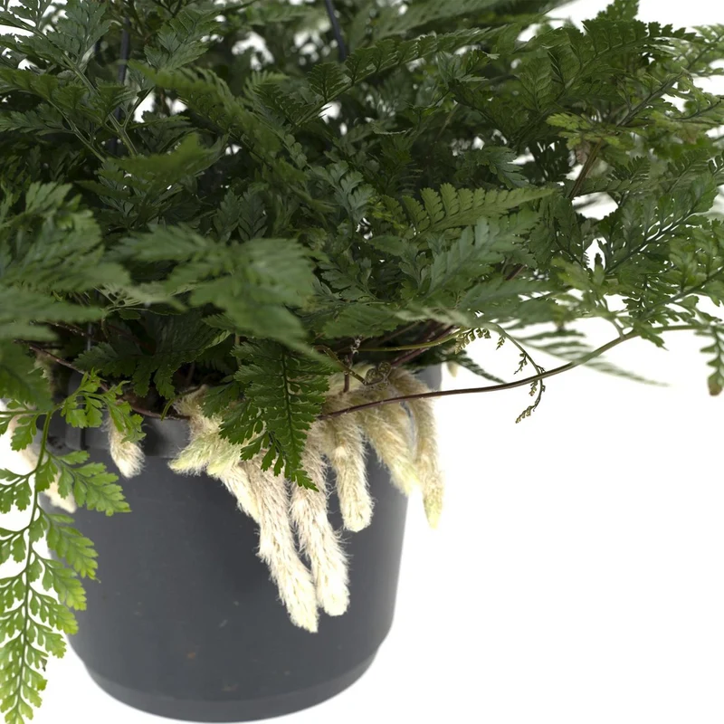 Humata tyermannii (Hasenfußfarn), Topf Ø 17 cm, Höhe 20 cm