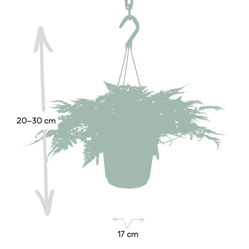 Humata tyermannii (Hasenfußfarn), Topf Ø 17 cm, Höhe 20 cm