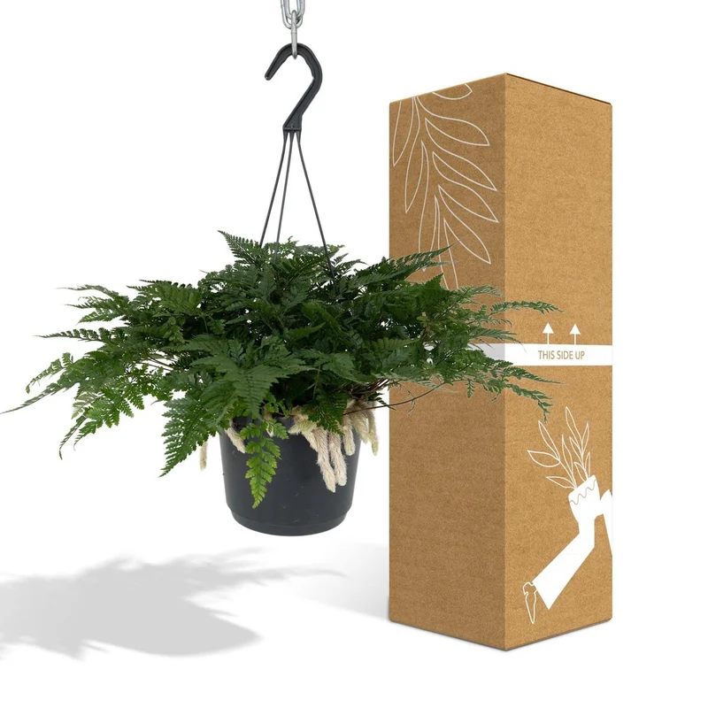 Humata tyermannii (Hasenfußfarn), Topf Ø 17 cm, Höhe 20 cm