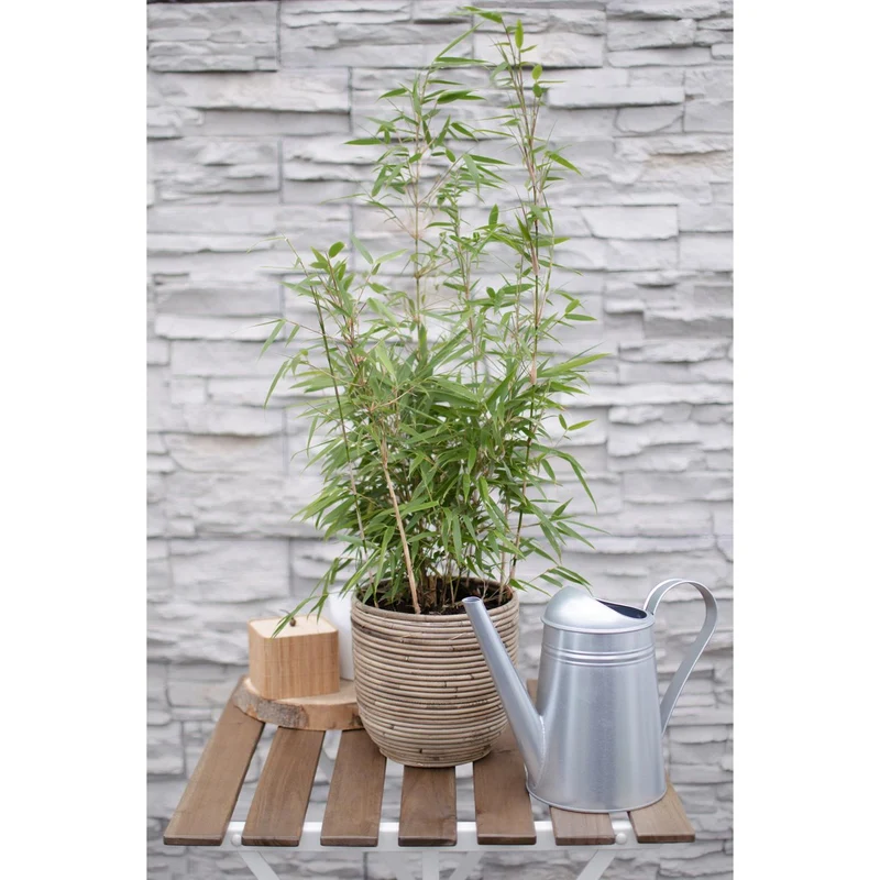 Fargesia rufa (Bambus), Topf Ø 29 cm, Höhe 80 cm / Topf Ø 19 cm, Höhe 60 cm