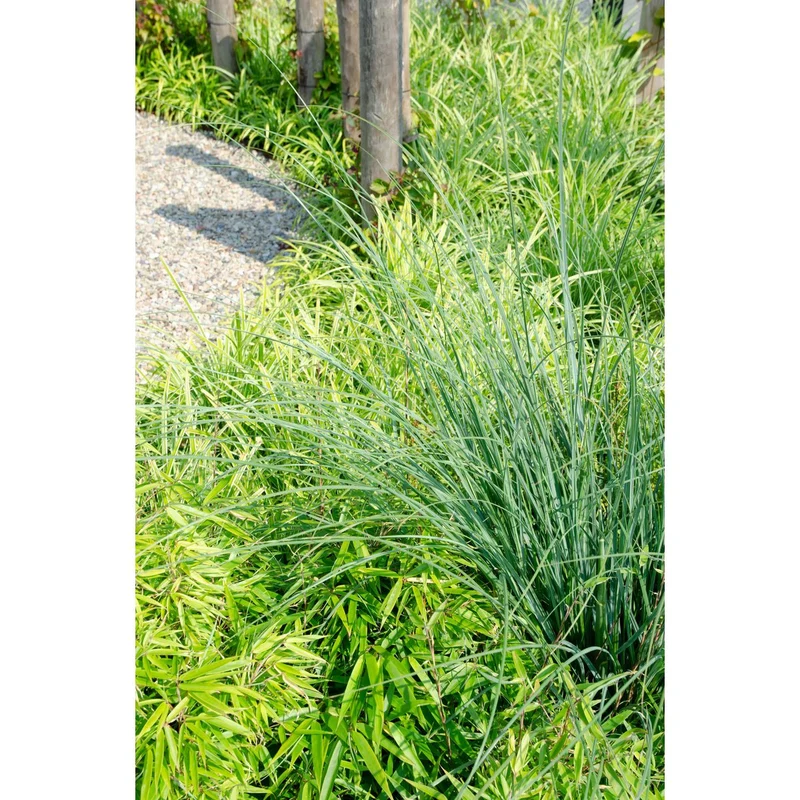 Fargesia rufa (Bambus), Topf Ø 29 cm, Höhe 80 cm / Topf Ø 19 cm, Höhe 60 cm