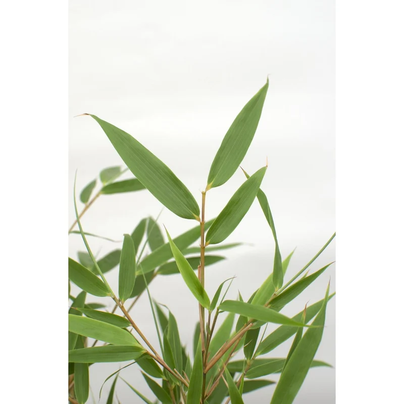 Fargesia rufa (Bambus), Topf Ø 29 cm, Höhe 80 cm / Topf Ø 19 cm, Höhe 60 cm