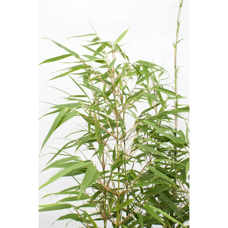Fargesia rufa (Bambus), Topf Ø 29 cm, Höhe 80 cm / Topf Ø 19 cm, Höhe 60 cm