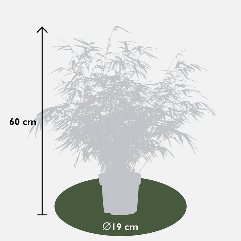 Fargesia rufa (Bambus), Topf Ø 29 cm, Höhe 80 cm / Topf Ø 19 cm, Höhe 60 cm