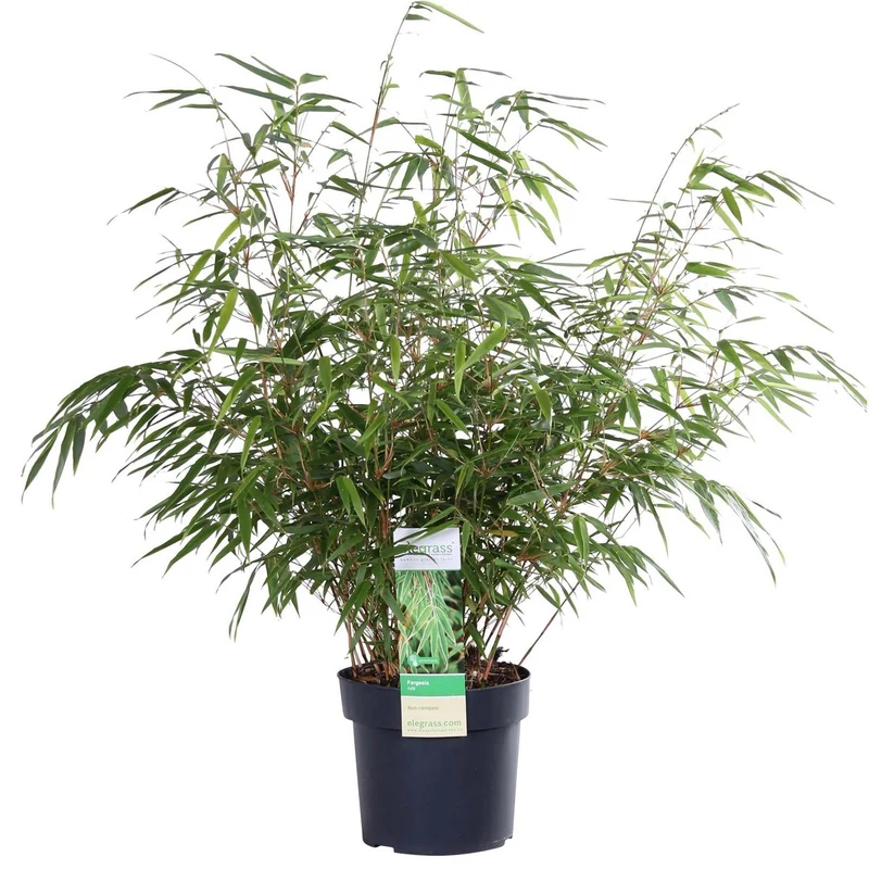 Fargesia rufa (Bambus), Topf Ø 29 cm, Höhe 80 cm / Topf Ø 19 cm, Höhe 60 cm