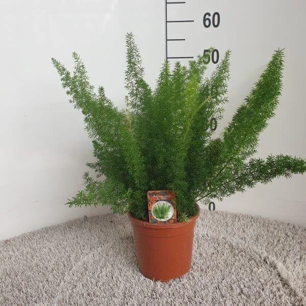 Asparagus Meyeri (Katzenschwanz-Spargel), Topf Ø 17 cm, Höhe 50 cm