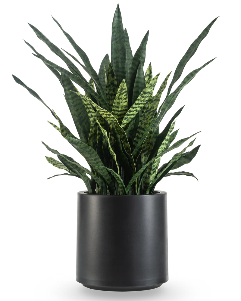 Künstliche Sansevieria Zylanica 43 cm fertig im schwarzen Topf