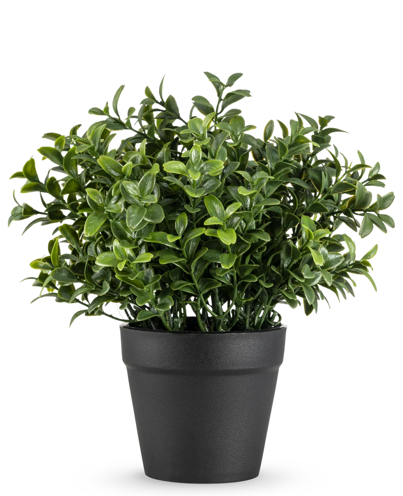 Künstliche Pflanze Murraya 21 cm
