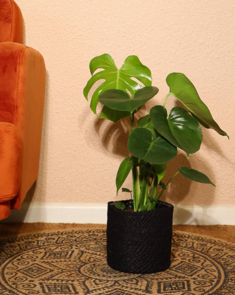 Monstera deliciosa (Fensterblatt) (M)