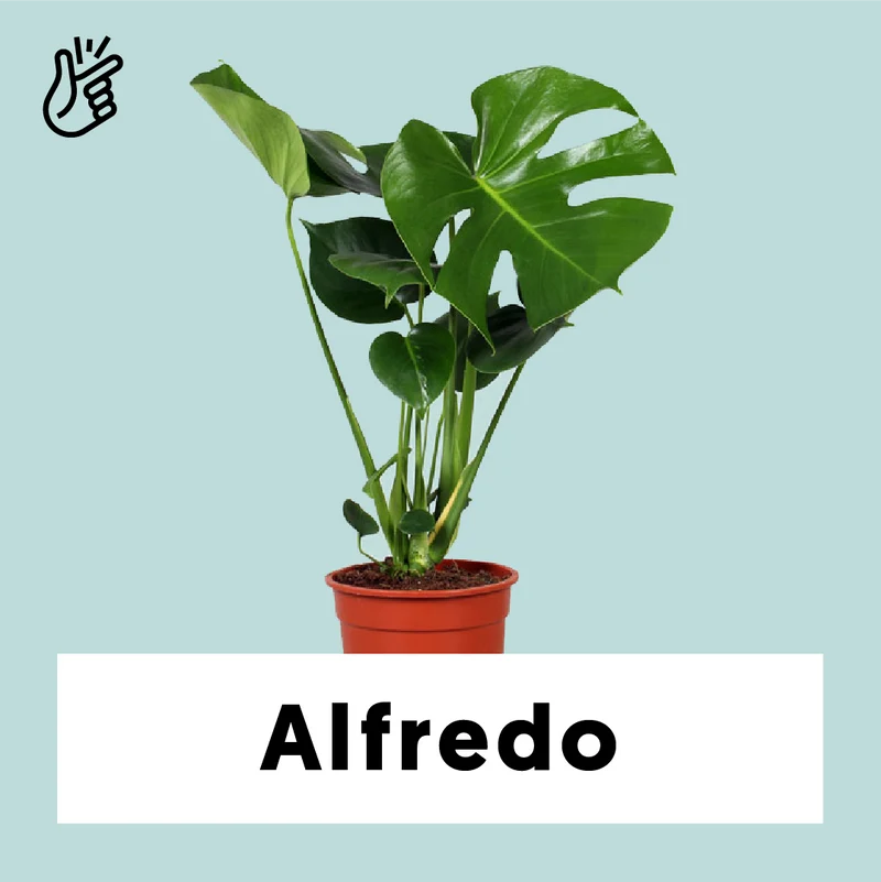 Monstera deliciosa (Fensterblatt) (M)