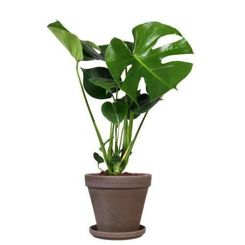 Monstera deliciosa (Fensterblatt) (M)